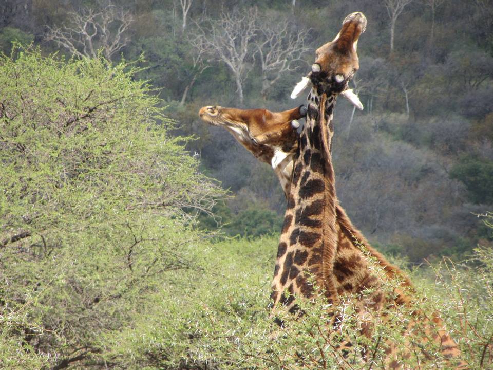 Necking Giants: Part V