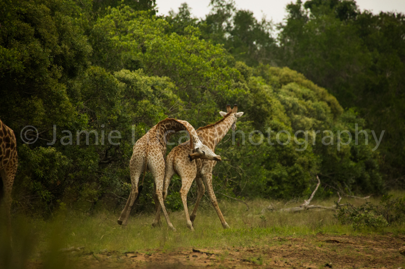 Necking Giraffes