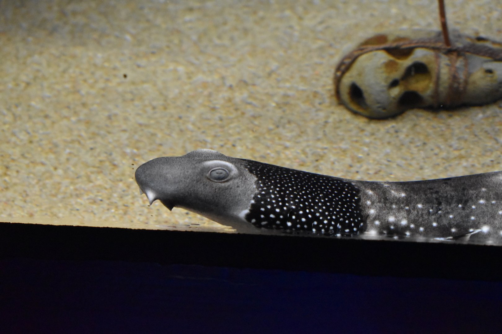 Necklace Carpet Shark ~ August 26th 2022