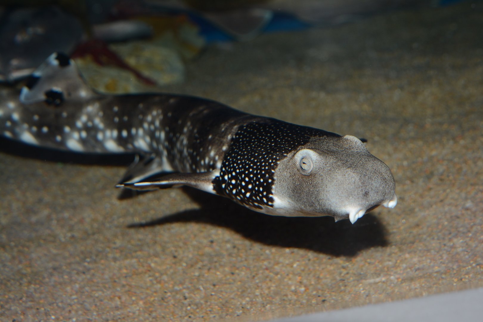 Necklace carpetshark (Parascyllium variolatum)