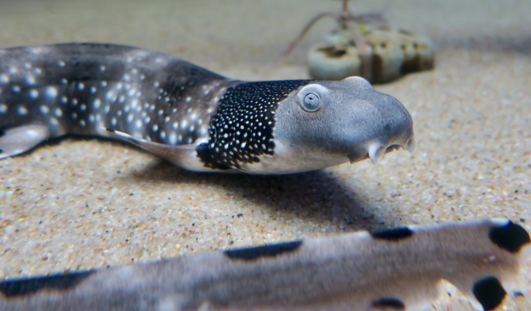 Necklace Carpetshark (Parascyllium variolatum)