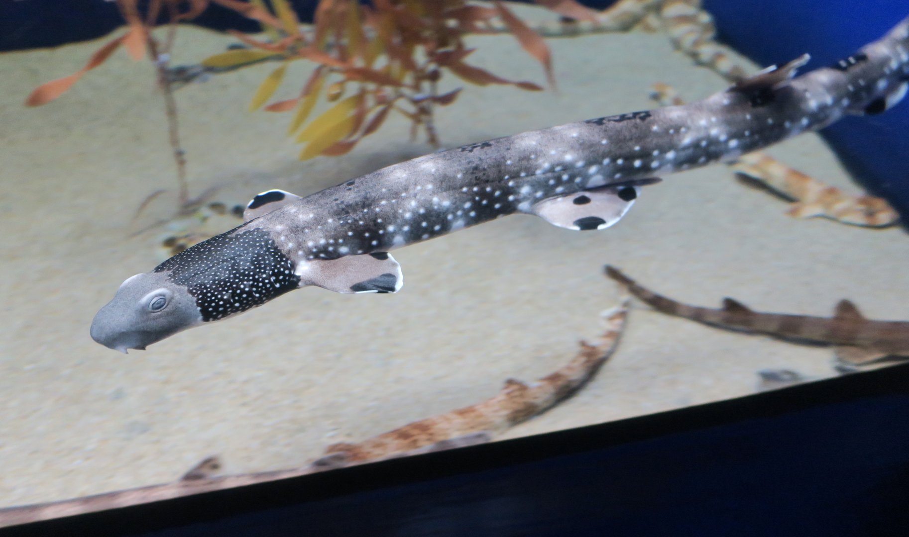 Necklace Carpetshark (Parascyllium variolatum)
