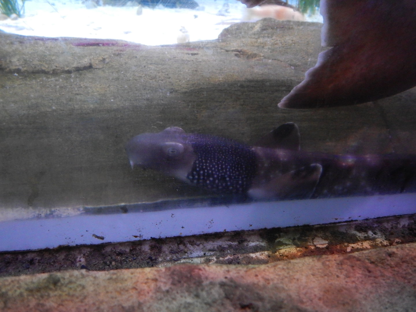 Necklace Carpetshark