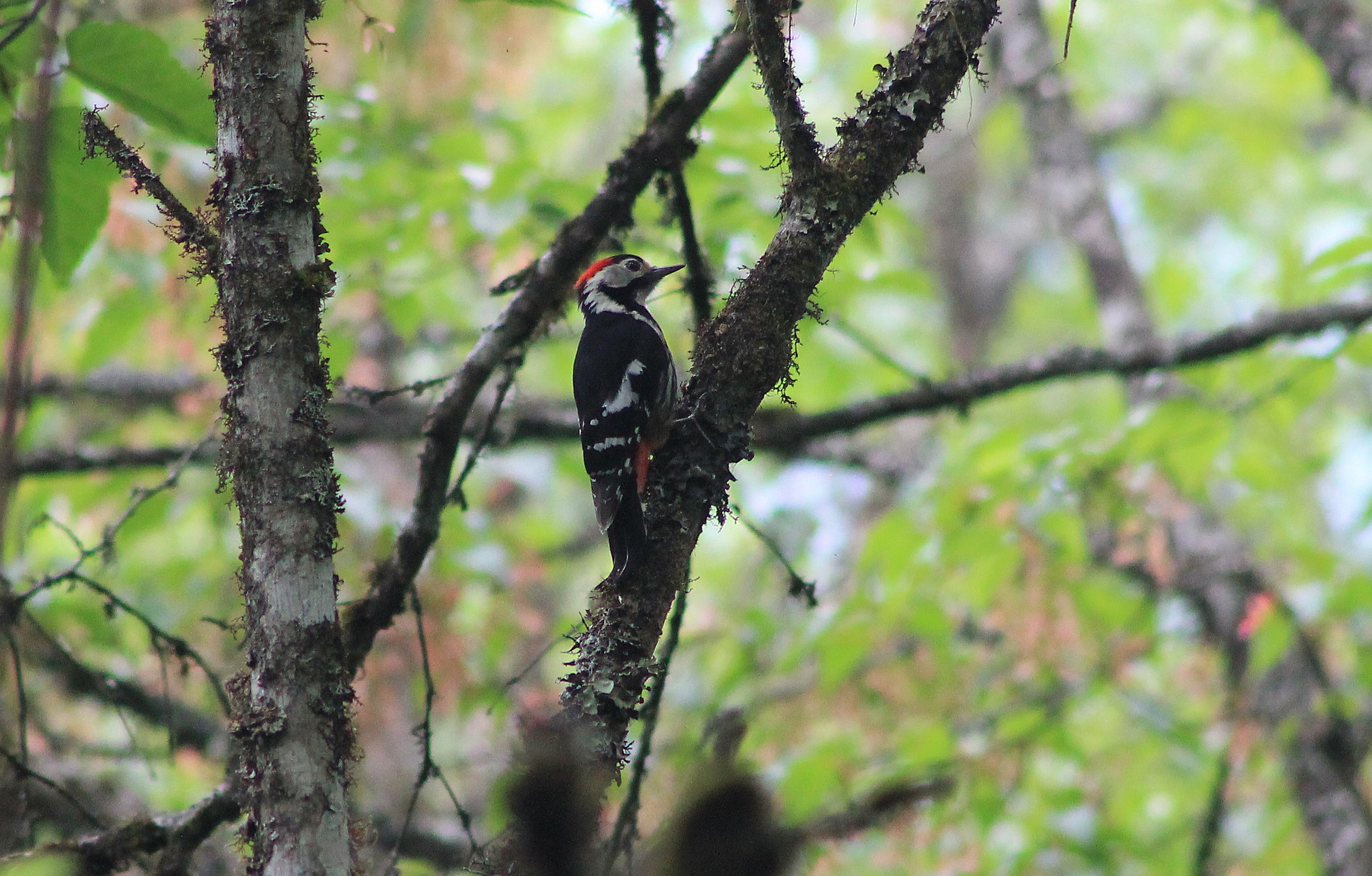 Necklaced Woodpecker (Dryobates pernyii)