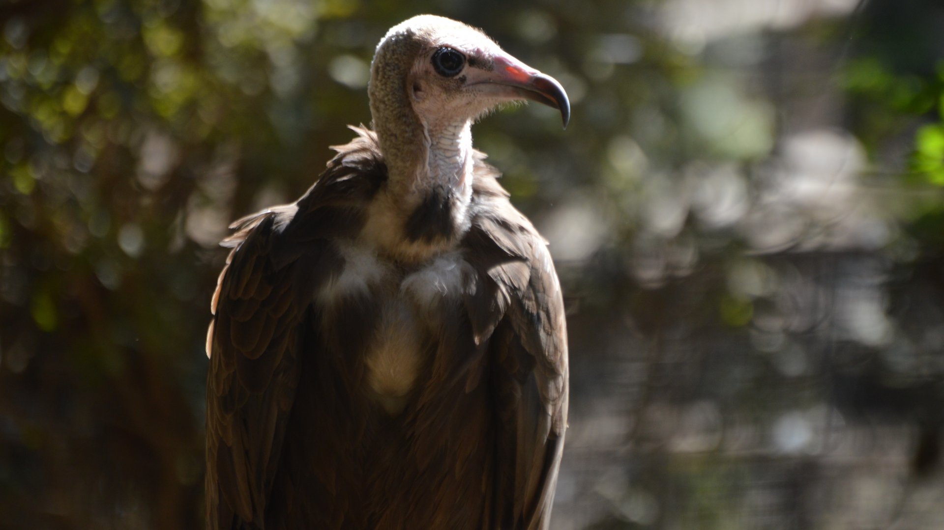 Necrosyrtes monachus