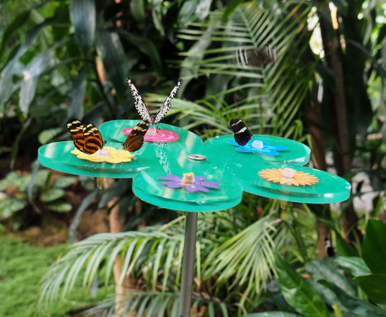 Nectar feeder in the Winter Garden/Butterfly house, 2021-07-17
