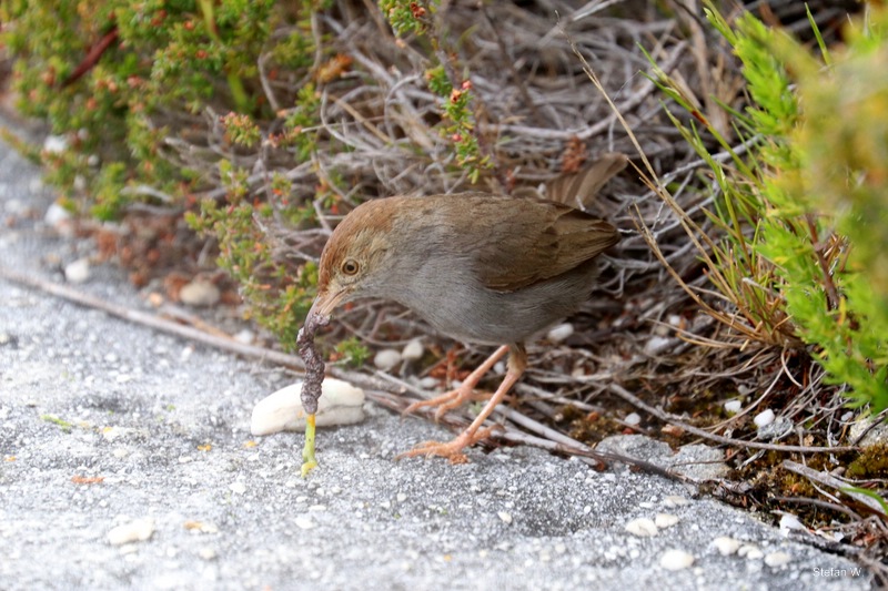Neddicky (Cisticola fulvicapilla)