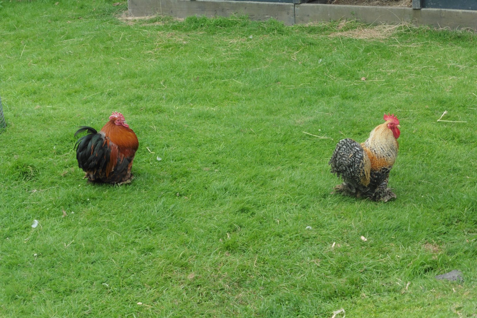 Need i say ID these?