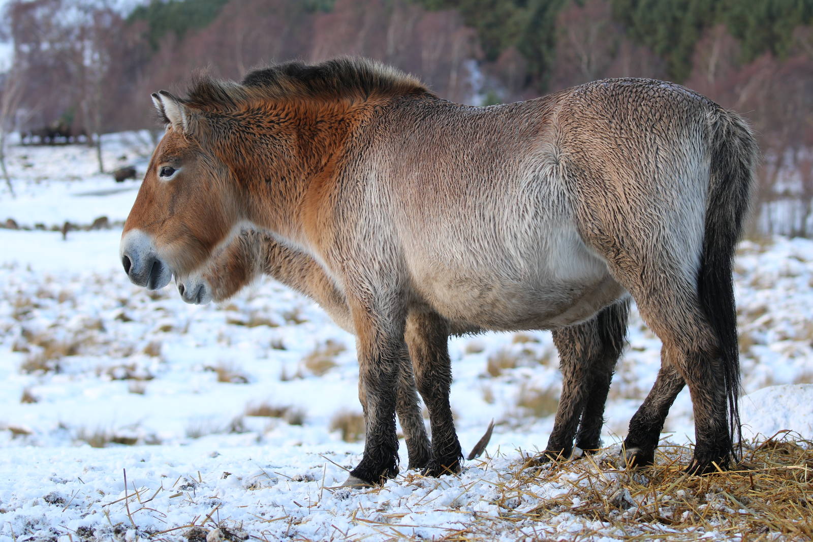 Needing That Winter Coat Now (2)