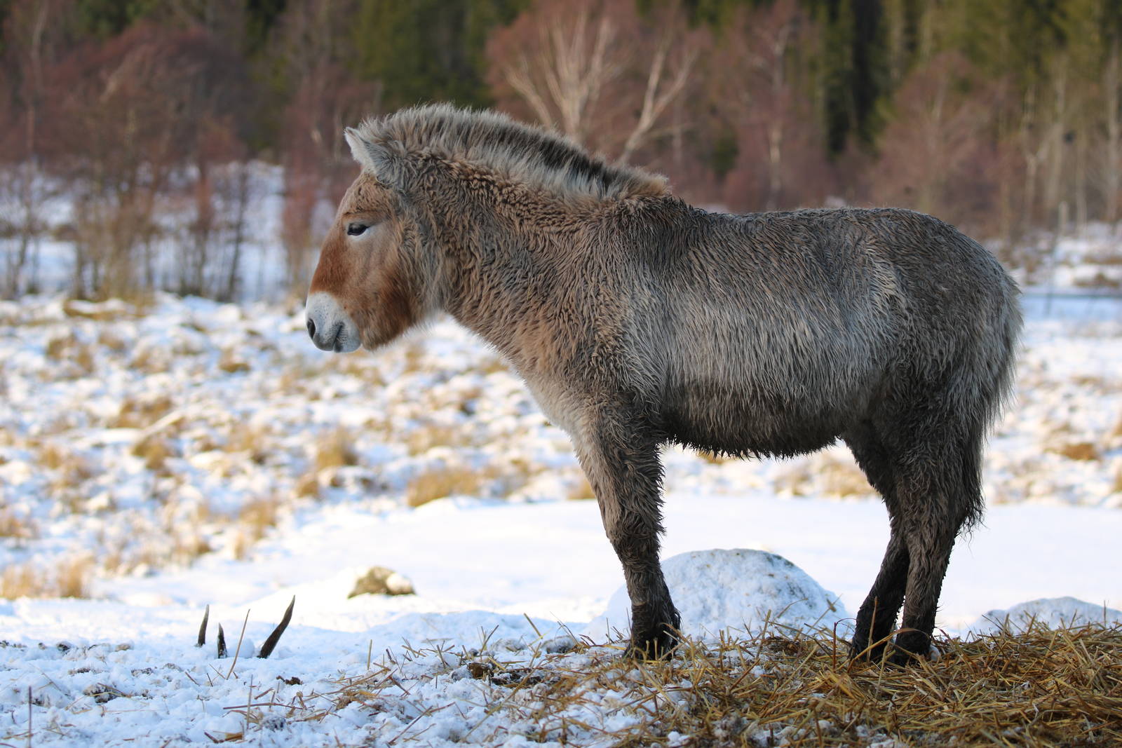 Needing That Winter Coat Now
