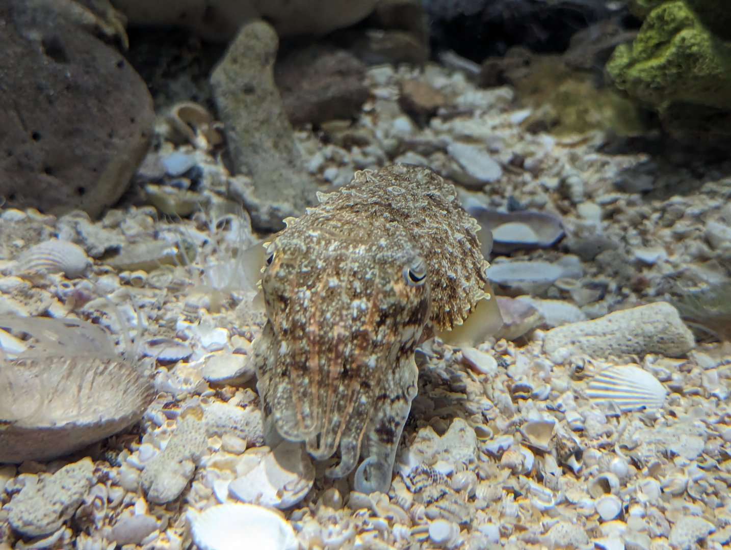 Needle Cuttlefish Sepia aculeata - Rayong Aquarium