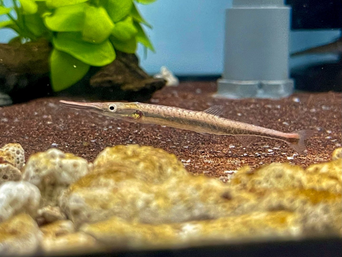 Needle Fin-eater (Belonophago tinanti)