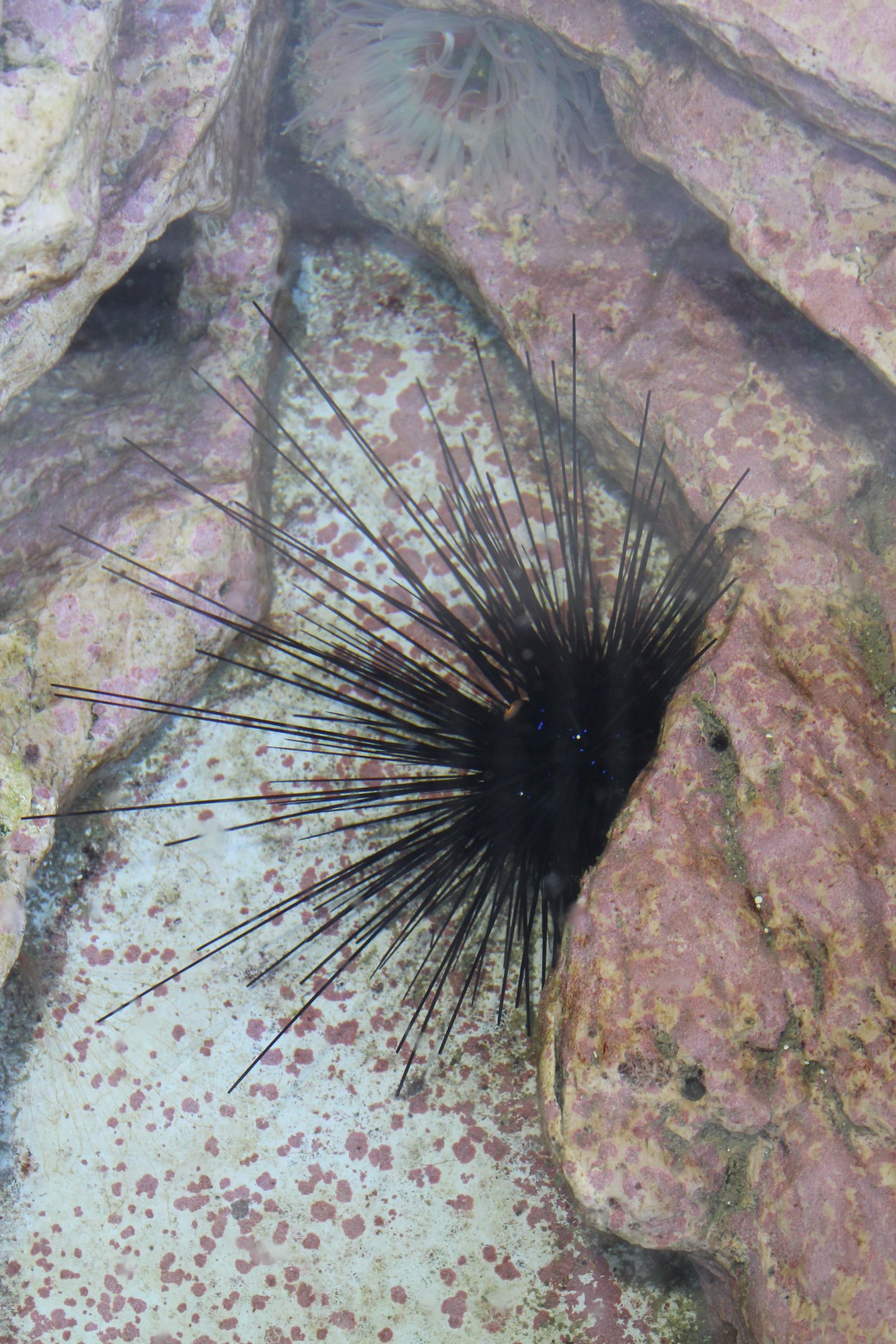 Needle-spined Urchin (Diadema setosum)