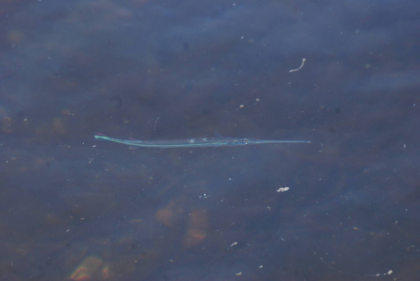 Needlefish, Cayo Costa, October 2013