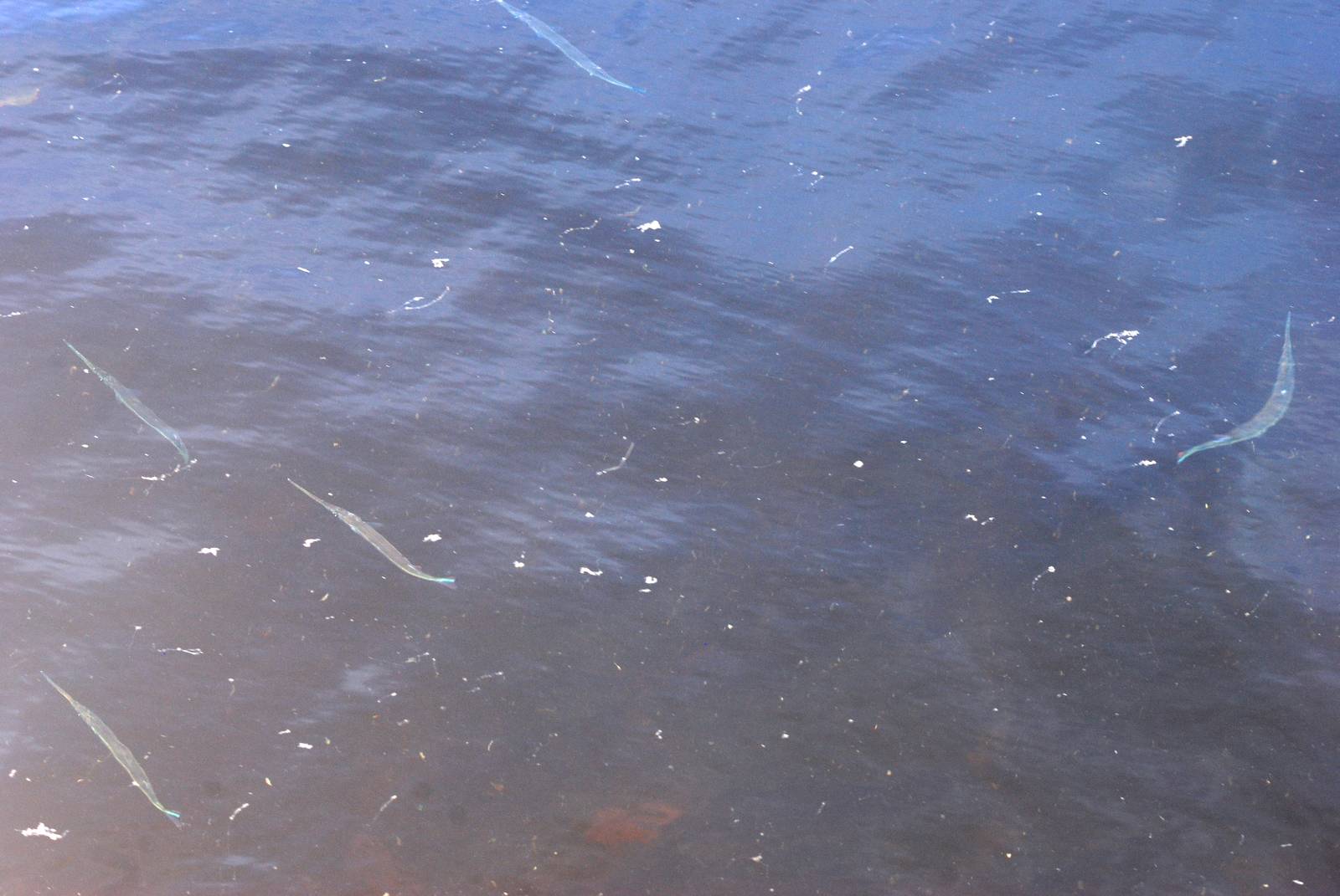Needlefish, Cayo Costa, October 2013