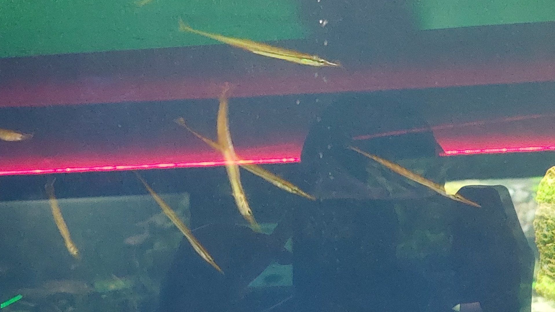 Needlefish ID
