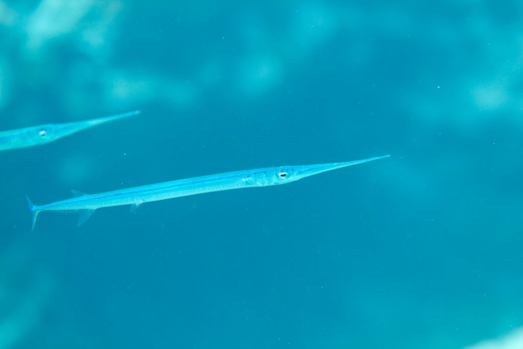 Needlefish (Platybelone argalus platyura)