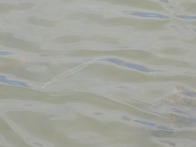 Needlefish?