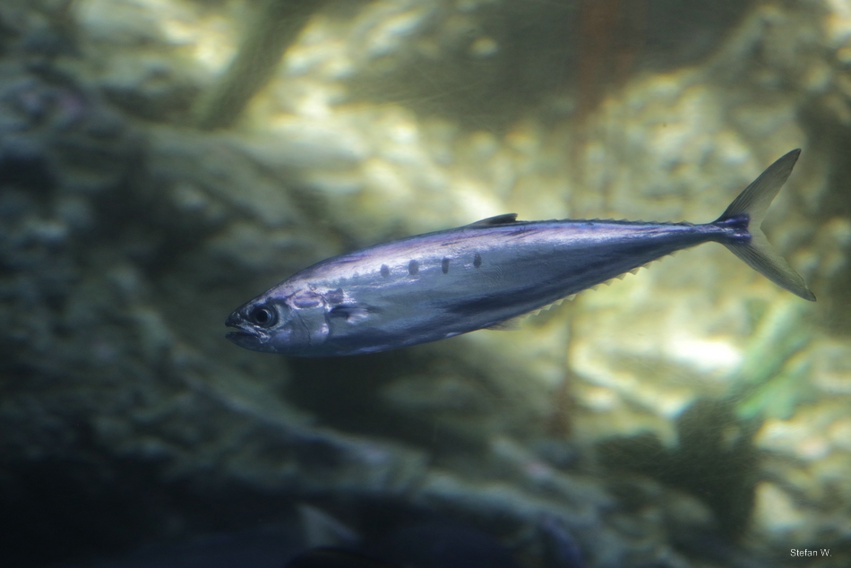 Needlescaled queenfish (Scomberoides tol) ?