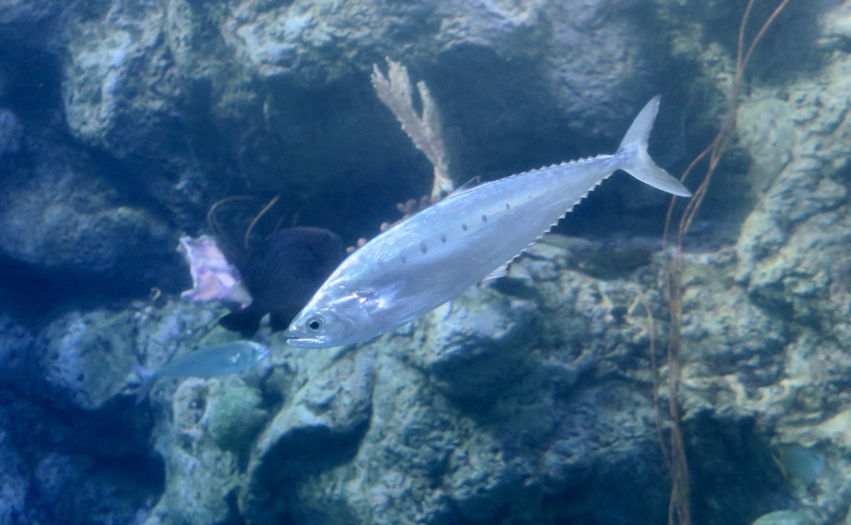 Needlescaled Queenfish (Scomberoides tol)