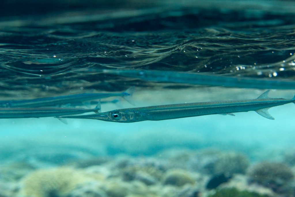 Needlfish (Platybelone argalus platyura)