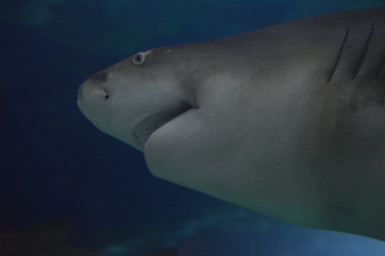 Negaprion brevirostris