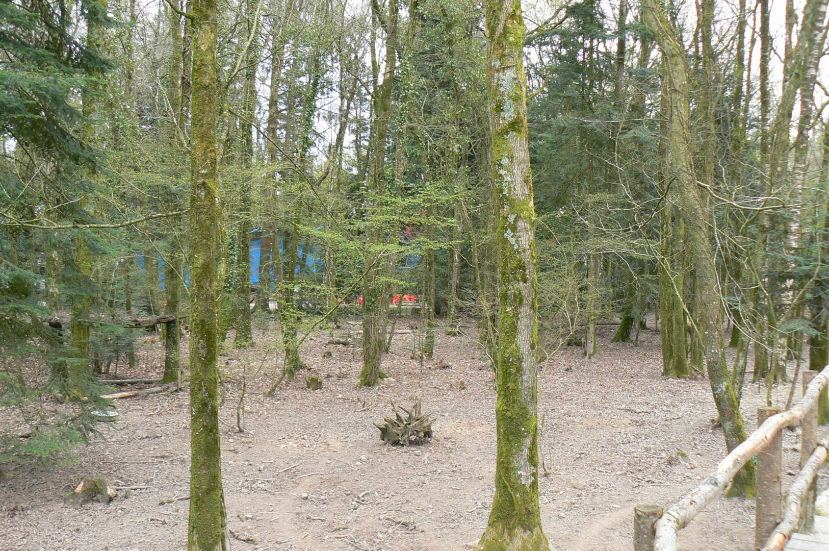 Negro warty pigs' enclosure