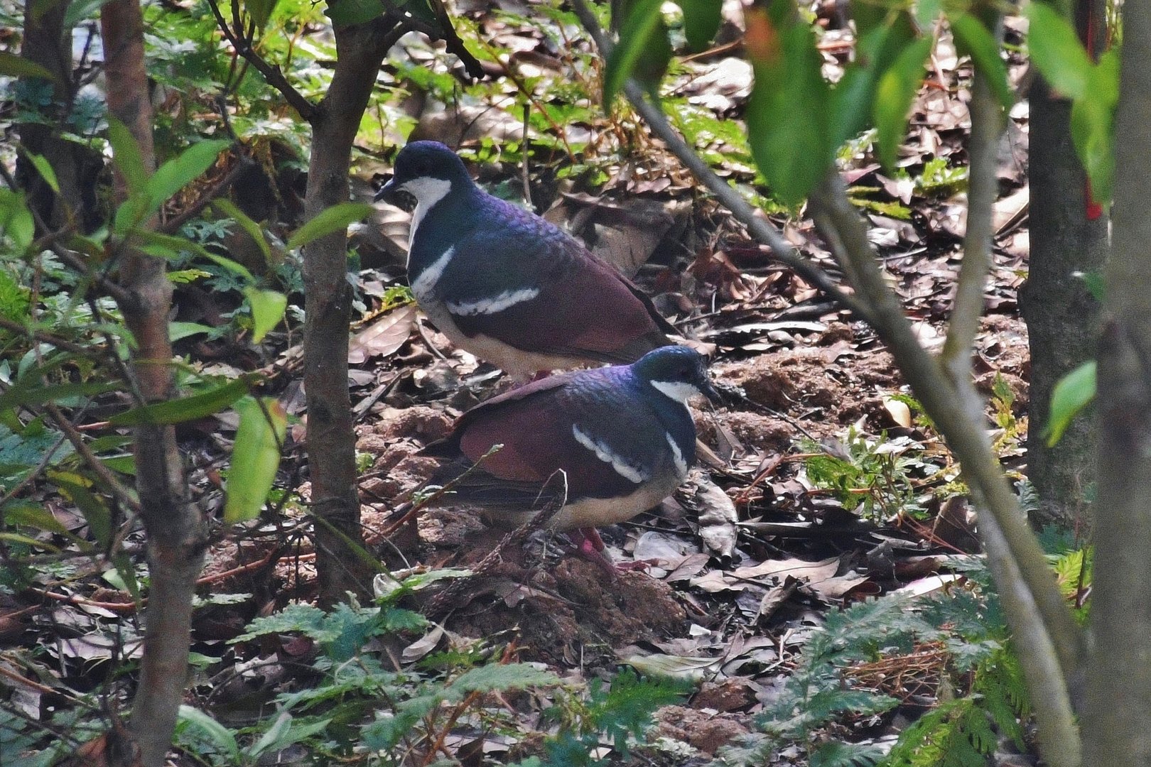 Negros Bleeding-heart Dove (Gallicolumba keayi)