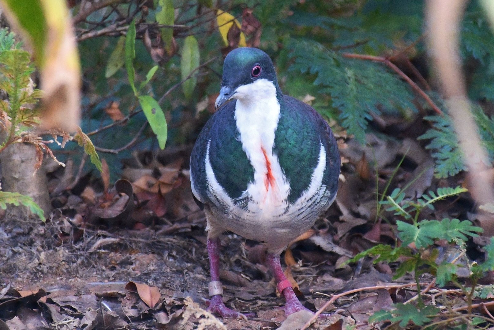 Negros Bleeding-heart Dove (Gallicolumba keayi)