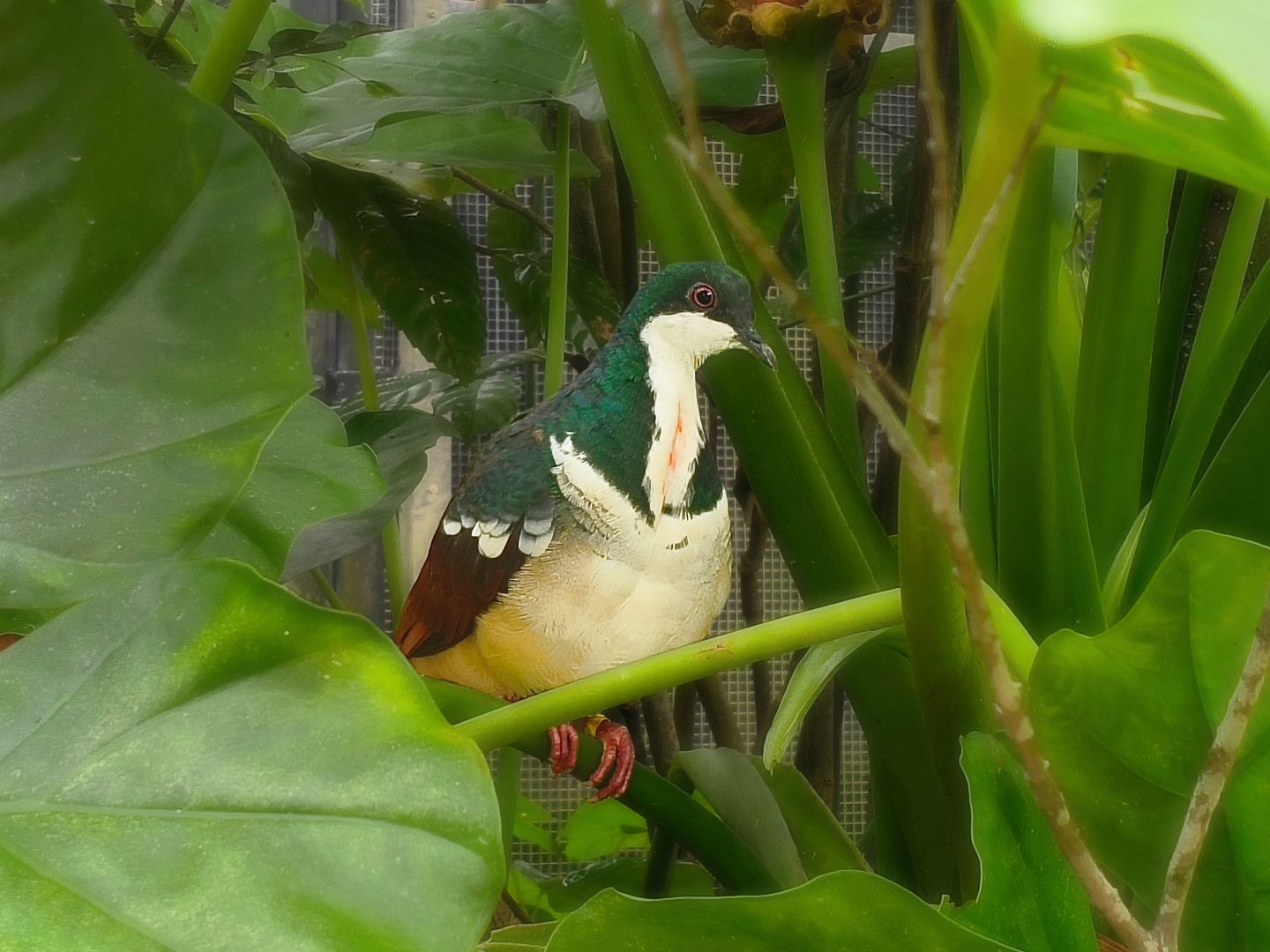 Negros Bleeding-Heart Dove (Gallicolumba keayi)