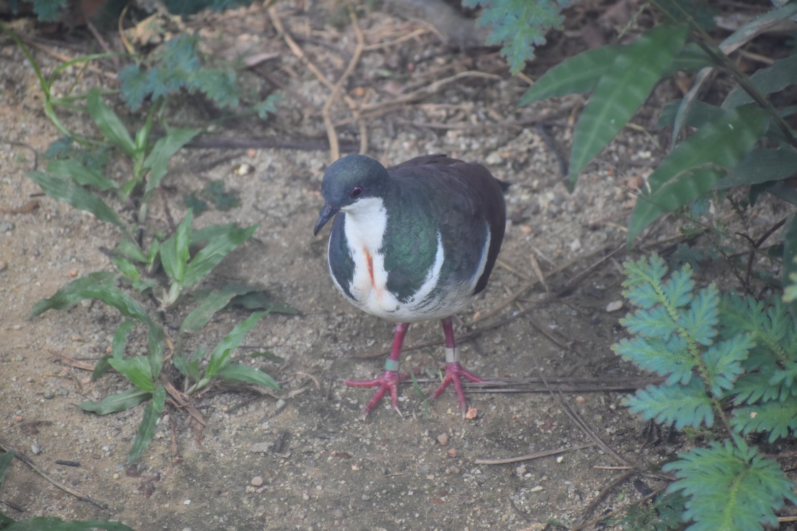 Negros Bleeding Heart Dove