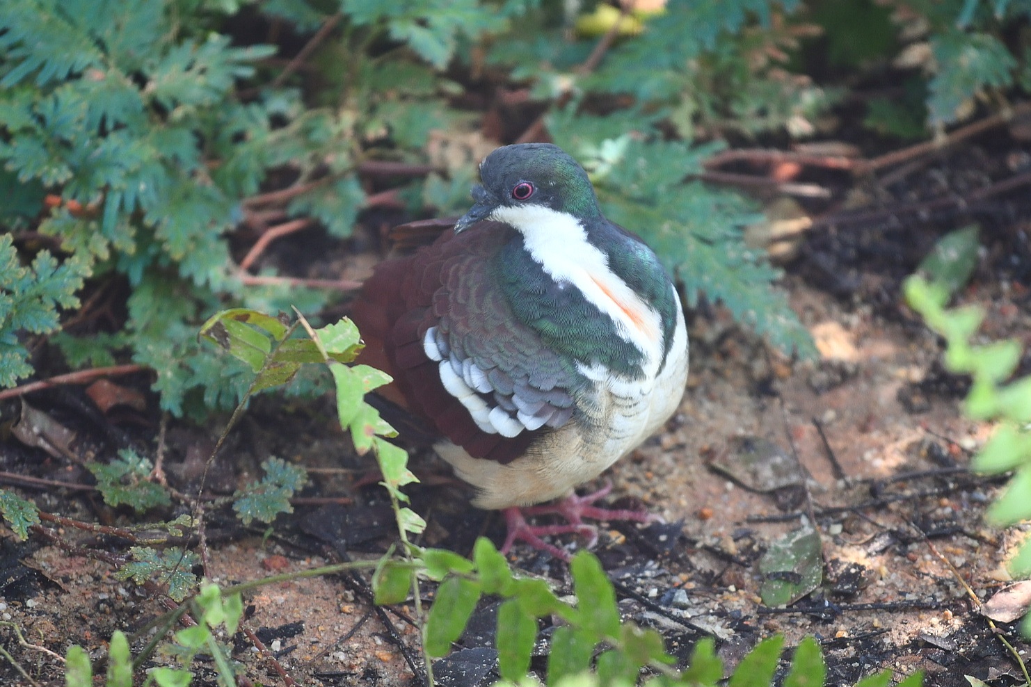 Negros Bleeding-heart Dove