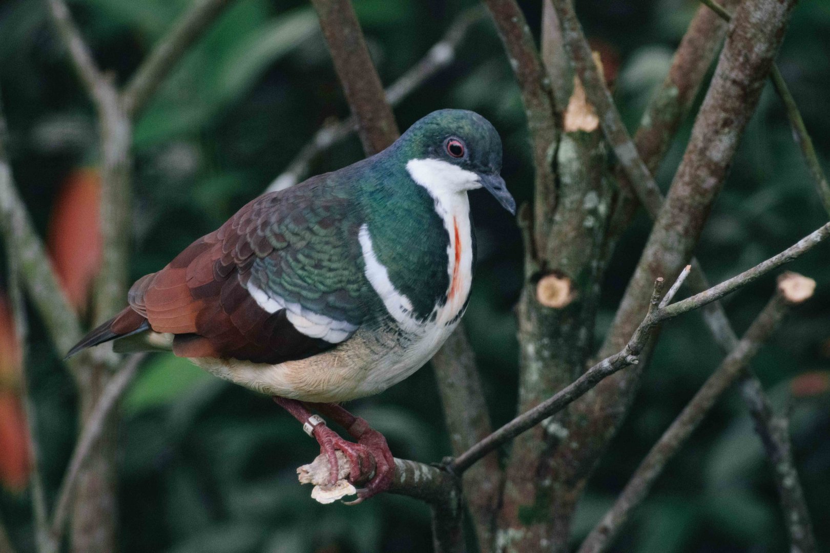 Negros Bleeding Heart Dove