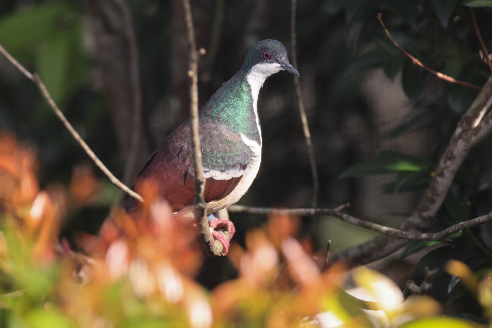 Negros Bleeding-heart (Gallicolumba keayi) - Winged Sanctuary