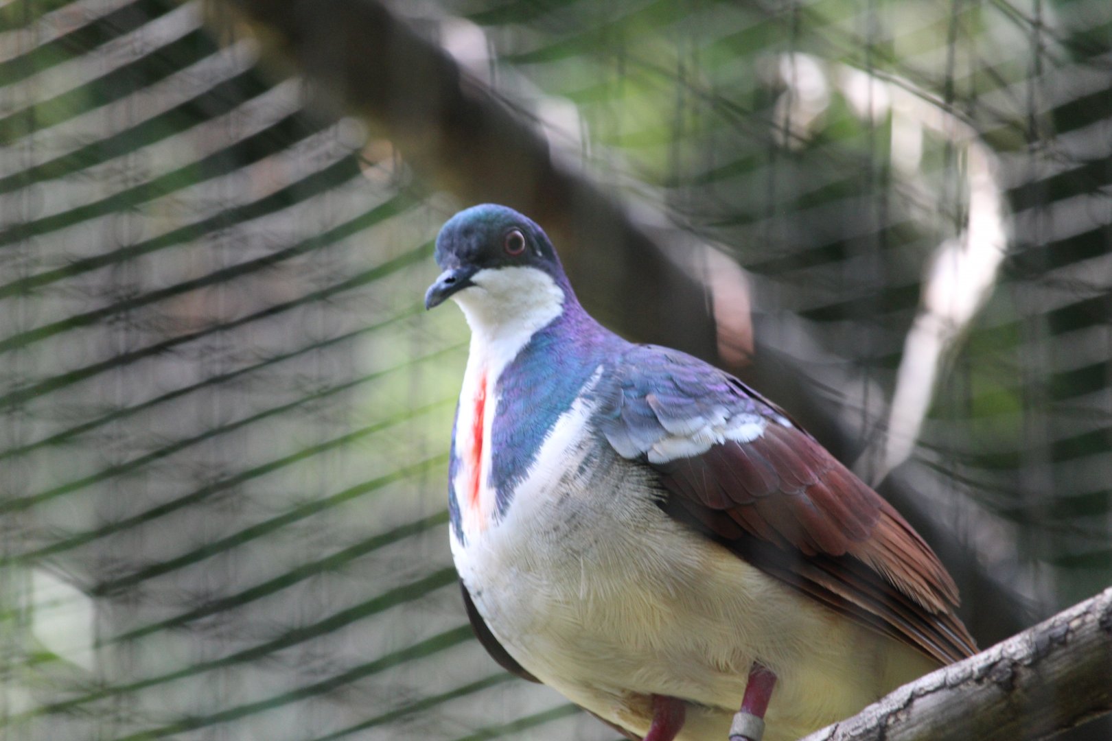 Negros bleeding-heart (Gallicolumba keayi)