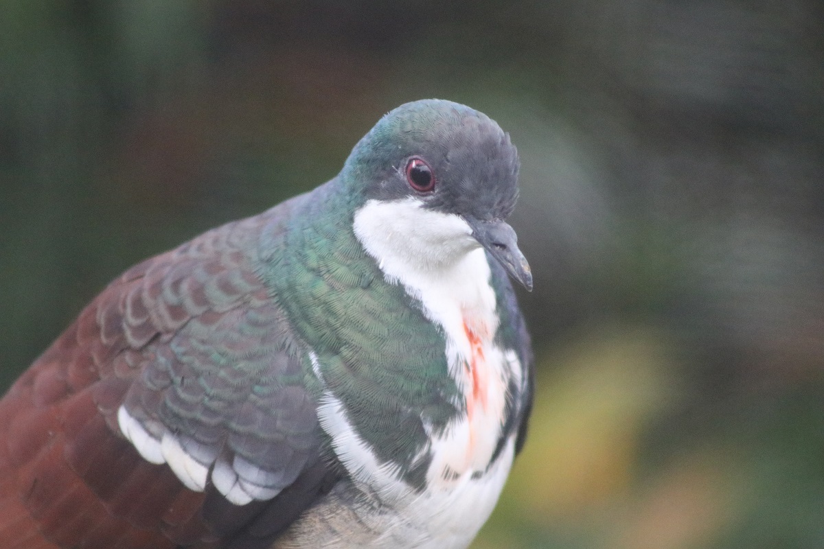 Negros Bleeding-heart (Gallicolumba keayi)