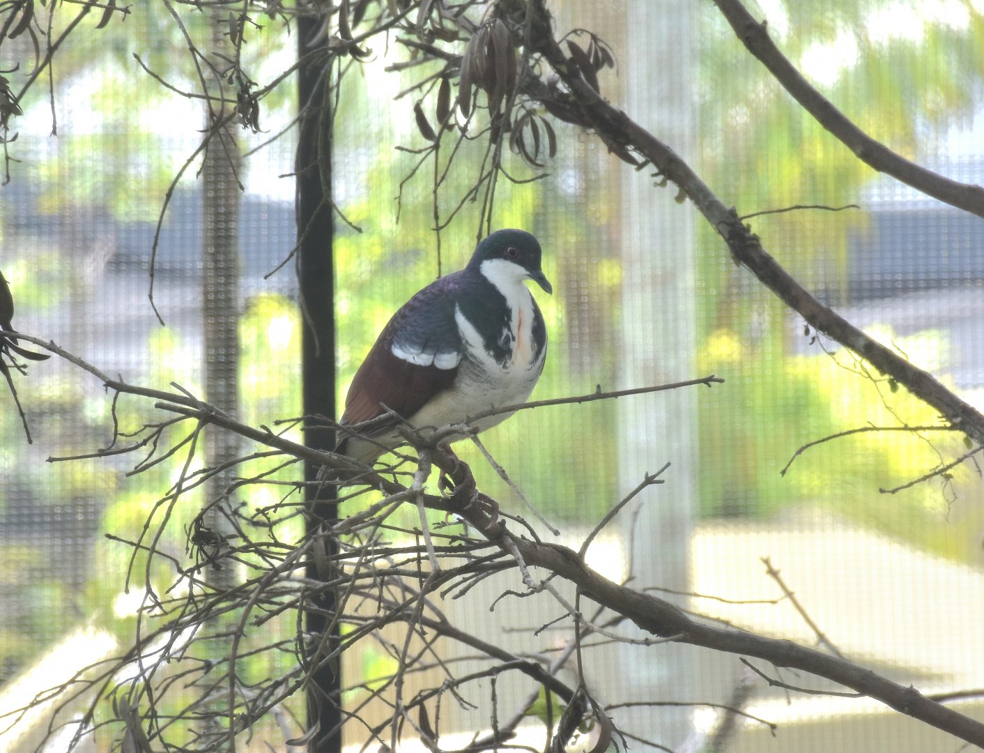 Negros Bleeding-heart (Gallicolumba keayi)