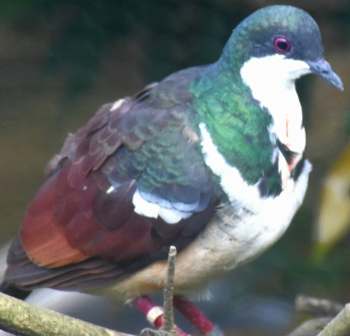 Negros Bleeding-heart (Gallicolumba keayi)