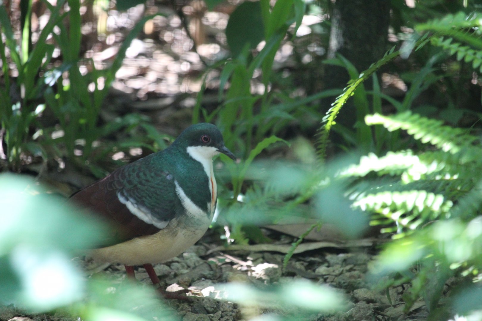 Negros bleeding-heart (Gallicolumba keayi)