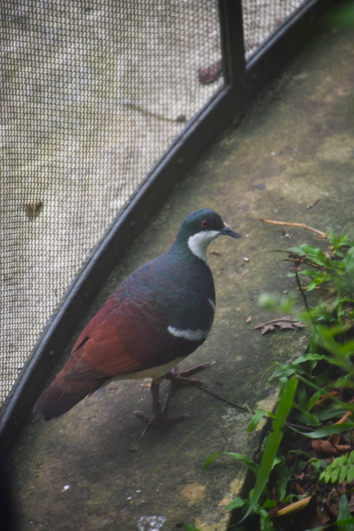Negros bleeding heart, Gallicolumba keayi