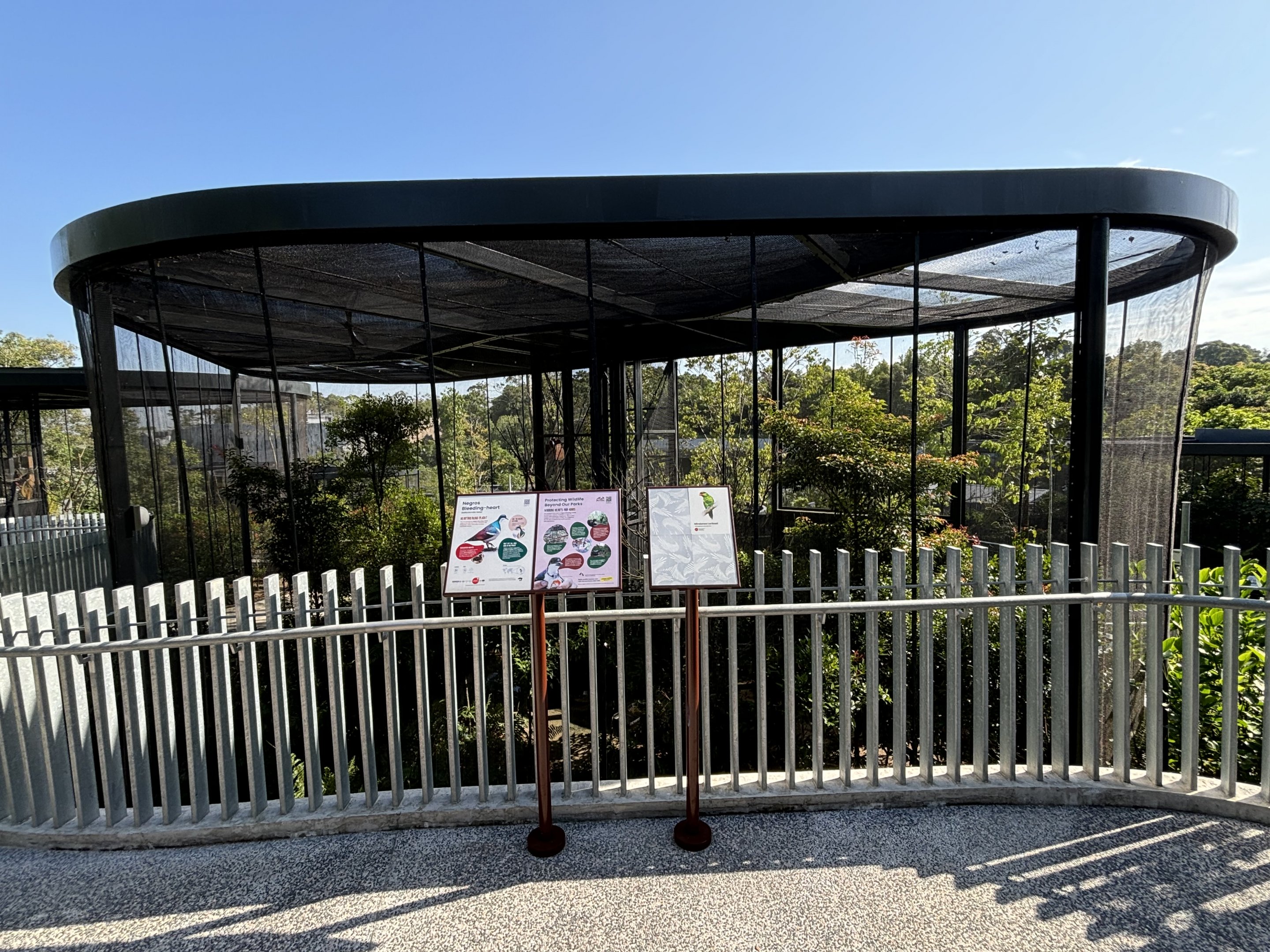 Negros Bleeding Heart + Mindanao Lorikeet