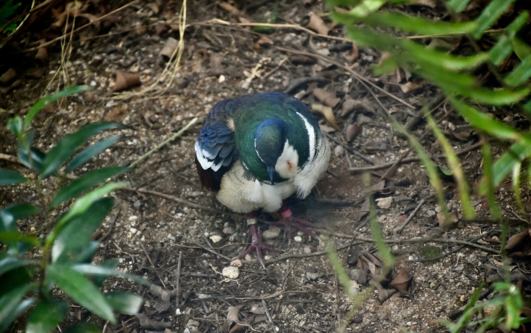 Negros Bleeding-Heart Pigeon (Gallicolumba keayi)