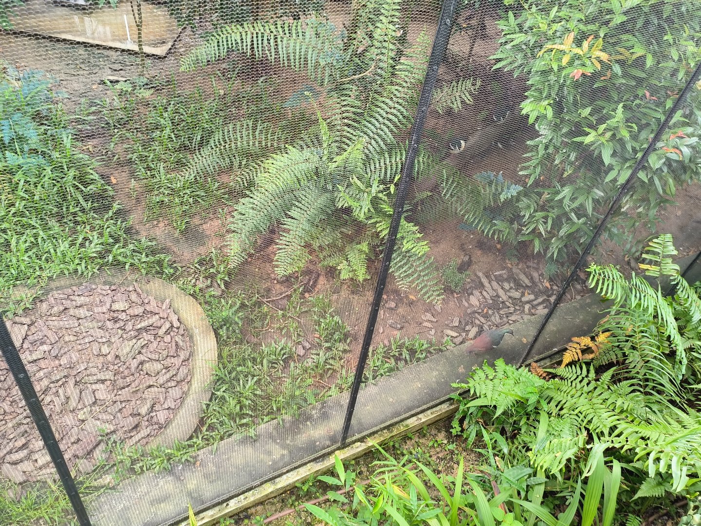 Negros Bleeding-Heart Pigeon