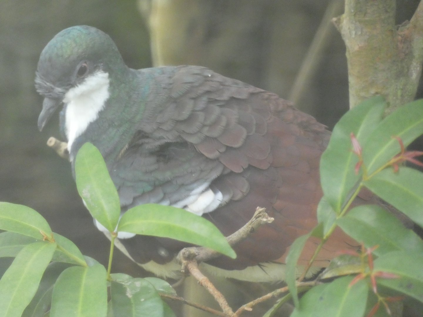 Negros bleeding-heart