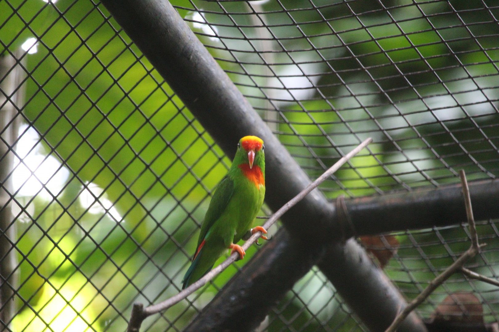 Negros hanging-parrot (Loriculus philippensis regulus)