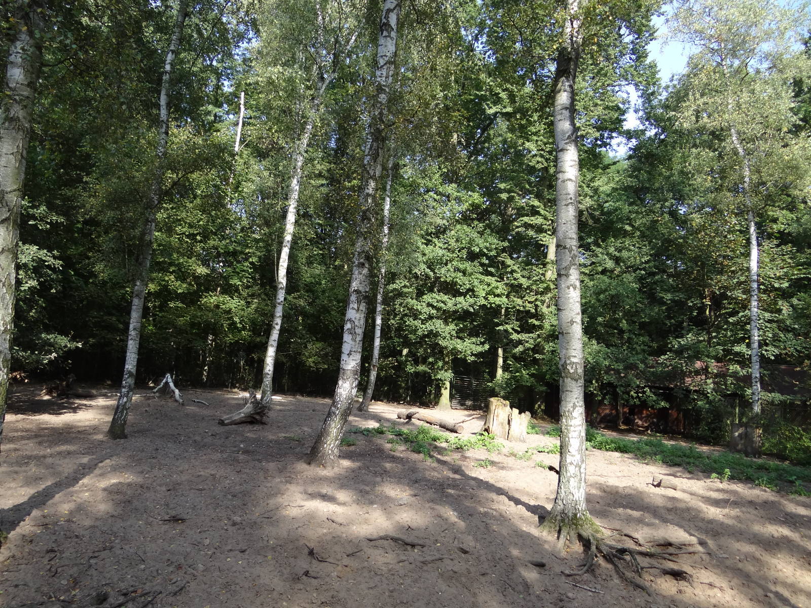 Negros Island Warty Pig enclosure