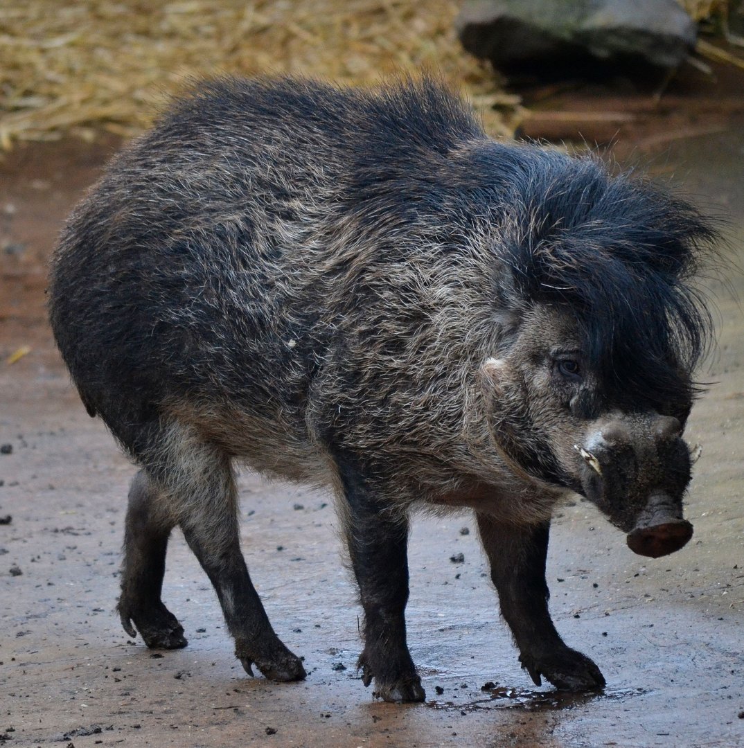 Negros Island Warty Pig - March 2017