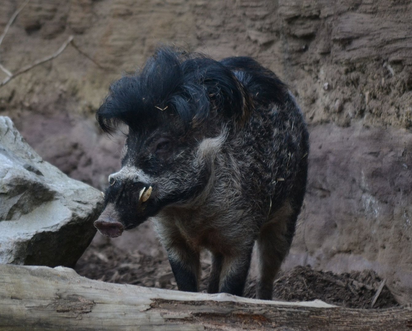 Negros Island Warty Pig - March 2018