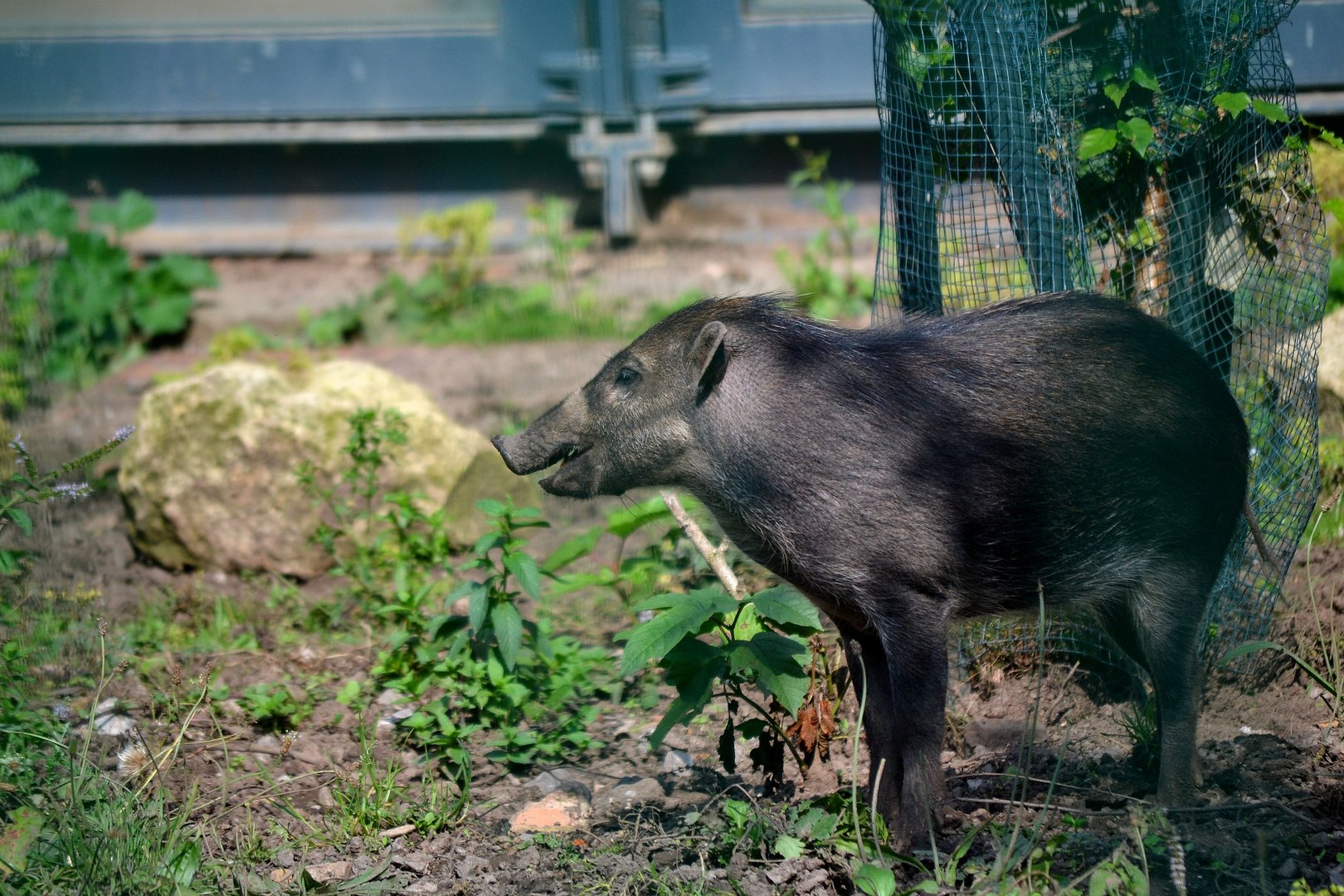 Negros Island Warty Pig - September 2016
