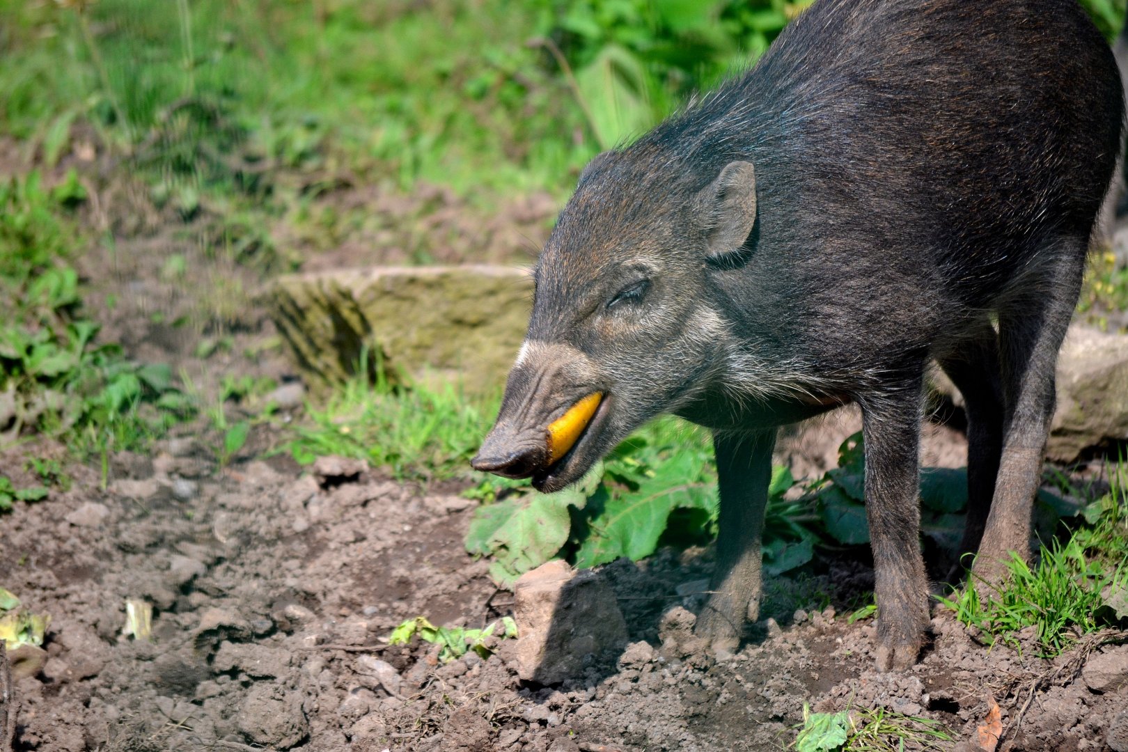 Negros Island Warty Pig - September 2016
